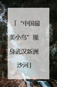“中国最美小鸟”现身武汉新洲沙河