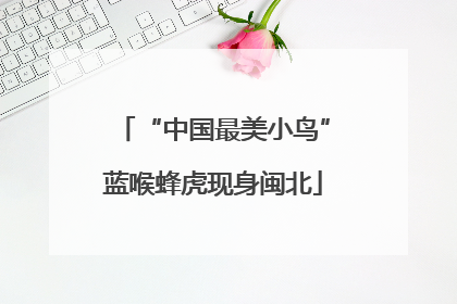 “中国最美小鸟”蓝喉蜂虎现身闽北