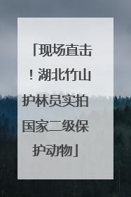 现场直击！湖北竹山护林员实拍国家二级保护动物