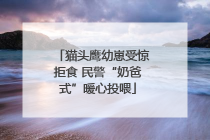 猫头鹰幼崽受惊拒食 民警“奶爸式”暖心投喂