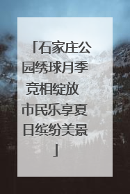 石家庄公园绣球月季竞相绽放 市民乐享夏日缤纷美景