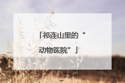祁连山里的“动物医院”