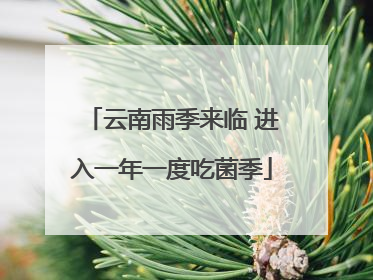 云南雨季来临 进入一年一度吃菌季