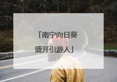 南宁向日葵盛开引游人