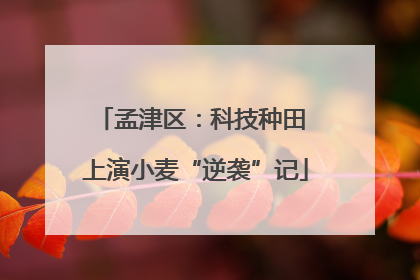 孟津区：科技种田 上演小麦“逆袭”记