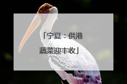 宁夏：供港蔬菜迎丰收