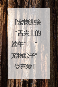 宠物迎接“舌尖上的端午” “宠物粽子”受喜爱