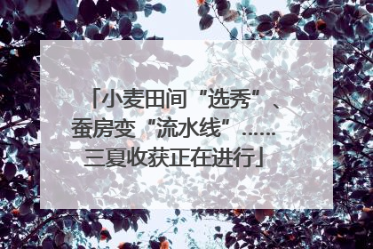 小麦田间“选秀”、蚕房变“流水线”……三夏收获正在进行