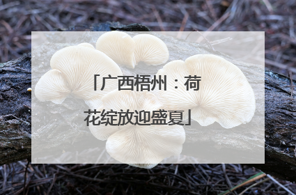 广西梧州：荷花绽放迎盛夏