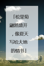 松果菊翩然盛开，像夏天写给大地的情书