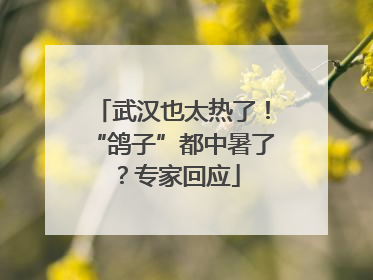 武汉也太热了！“鸽子”都中暑了？专家回应