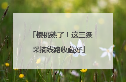 樱桃熟了！这三条采摘线路收藏好