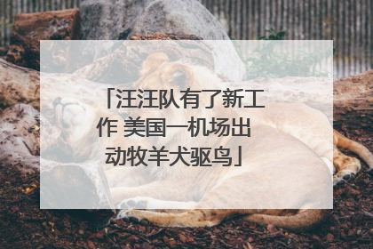 汪汪队有了新工作 美国一机场出动牧羊犬驱鸟