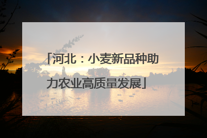 河北：小麦新品种助力农业高质量发展