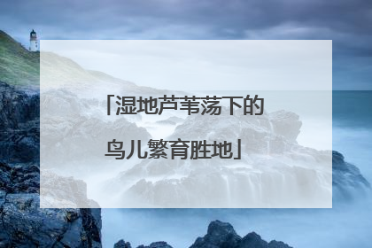 湿地芦苇荡下的鸟儿繁育胜地
