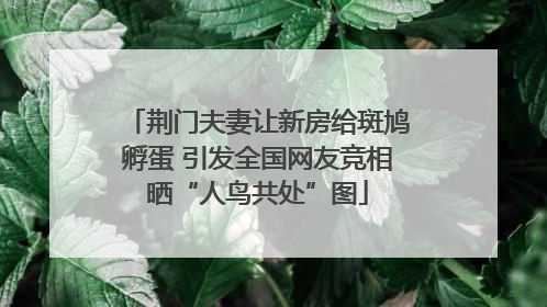 荆门夫妻让新房给斑鸠孵蛋 引发全国网友竞相晒“人鸟共处”图