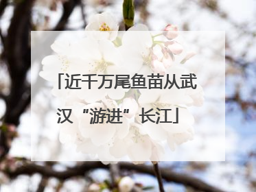 近千万尾鱼苗从武汉“游进”长江
