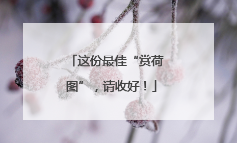 这份最佳“赏荷图”，请收好！