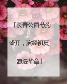 长春公园芍药盛开，演绎初夏浪漫华章